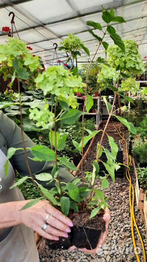 Гортензия метельчатая