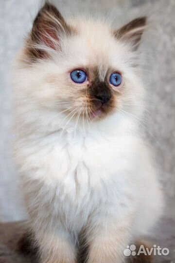 Котята манчкин