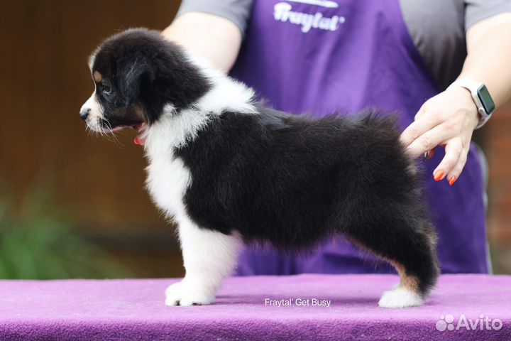 Австралийская овчарка, аусси кобель