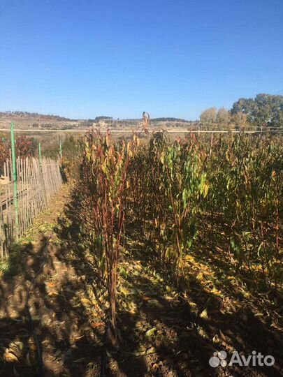 Саженцы персика