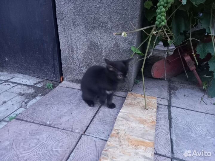 Котик в добрые руки. Мальчик 2.5 месяца