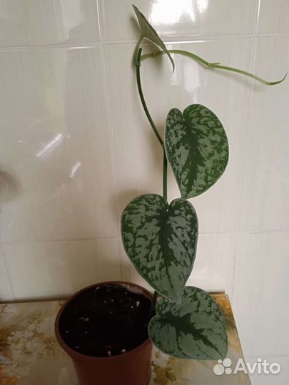 Сцендапсуус