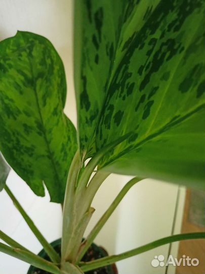 Аглаонема Гринланд