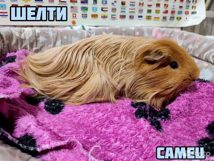 Морские свинки, Крестед, Лункария, Шелти и тд