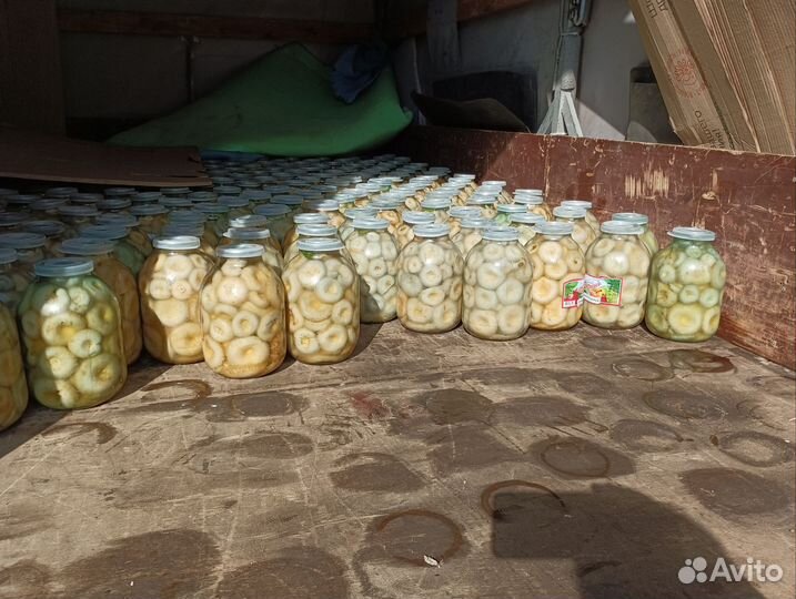 Груздь белый