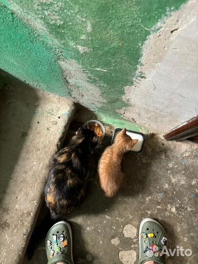 Рыжий котенок в добрые руки