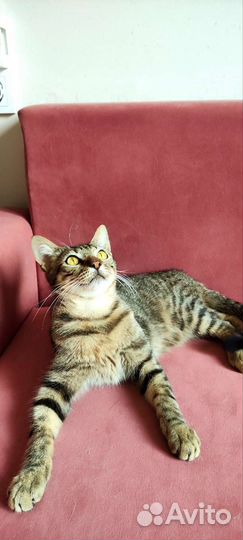 Котик подросток. Доставка. Кастрирован. Обработан