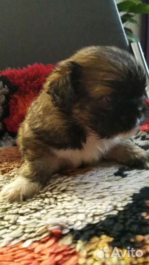 Щенки пекинеса