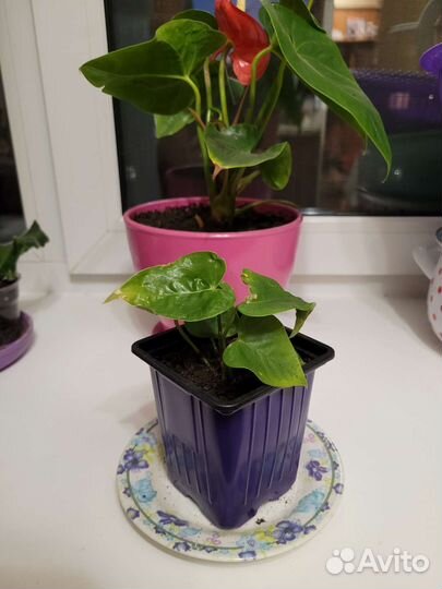 Антуриум красный и розовый