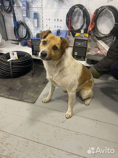 Собака в добрые руки