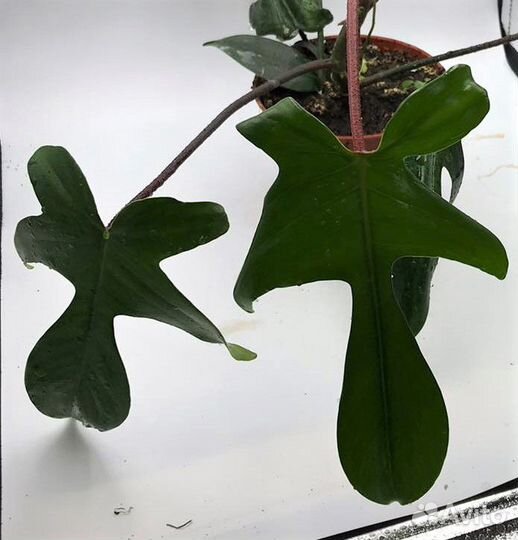Филодендрон Флорида с красн. черешками и пупырками
