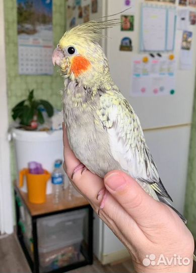 Ручные птенцы кореллы