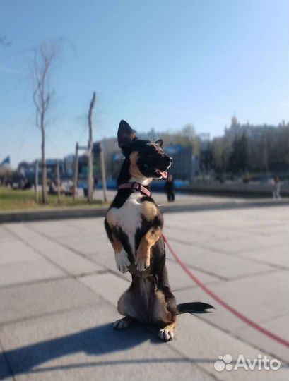 Передержка