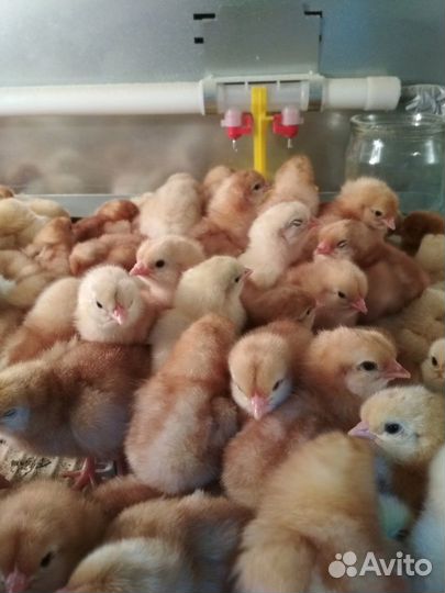 Продажа цыплят