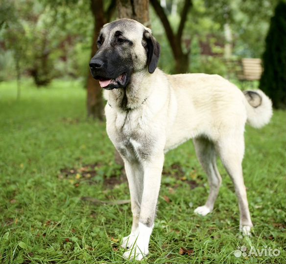 Щенки кангала