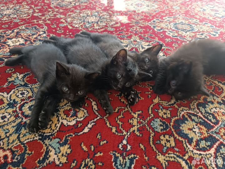 Котята в добрые руки