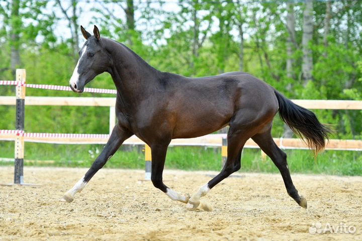 Вороной ахалтекинский жеребец 2020 года