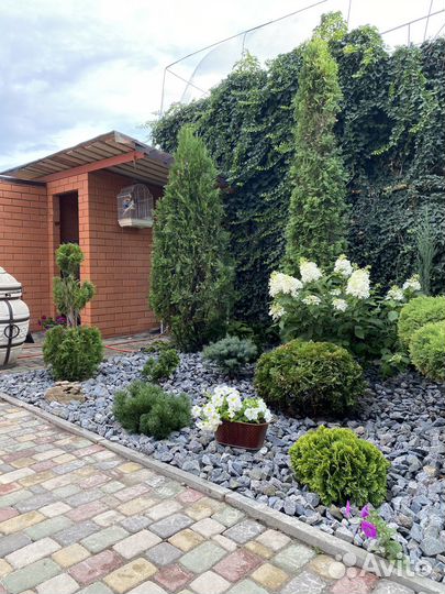 Плющ вечнозеленыйВсе виды Ландшафтных работ