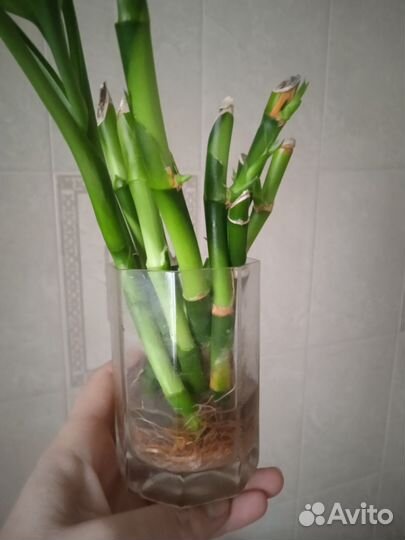 Ствол бамбука с ростками