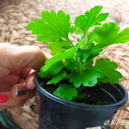 Хризантема