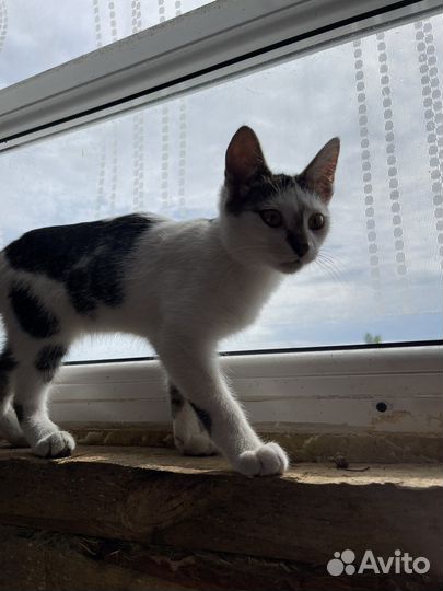 Котята в добрые руки бесплатно