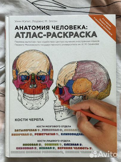 Атлас анатомии человека (раскраска)