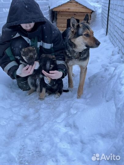 Собака в добрые руки отдам бесплатно