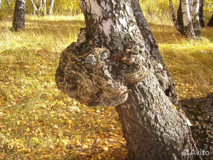 Сувель березовый