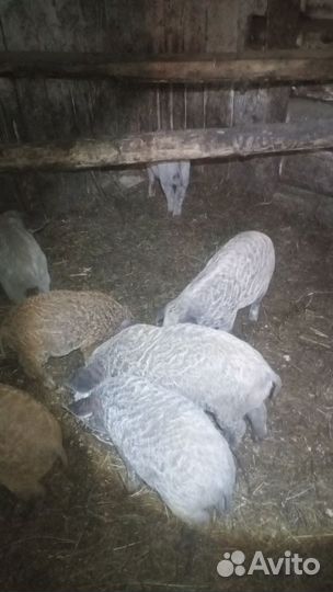 Венгерская мангалица