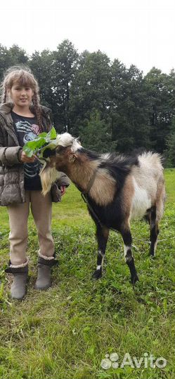 Козы, козлята.,козел,огул коз