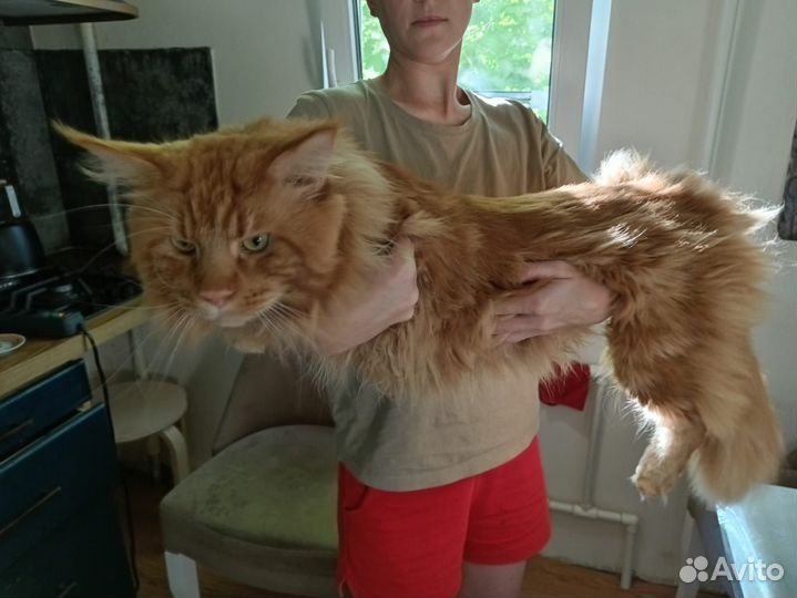 Мейн-кун вязка