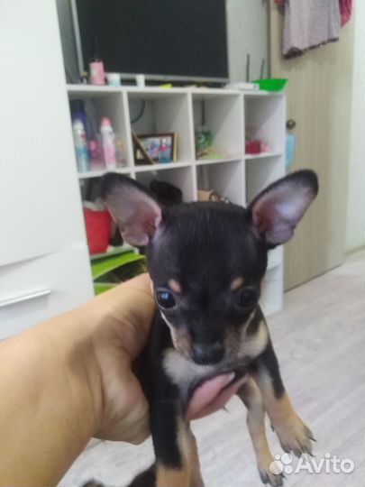 Продам щенков мини той терьера