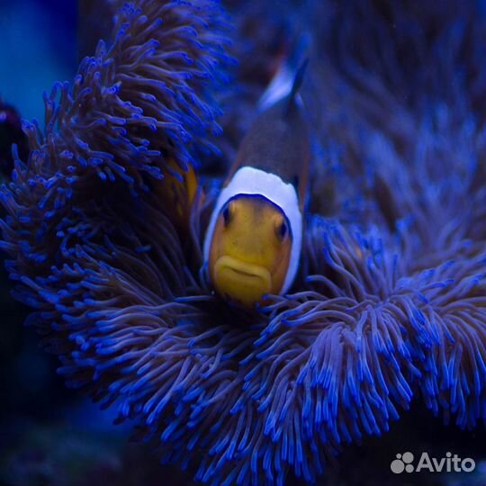 Морской аквариум