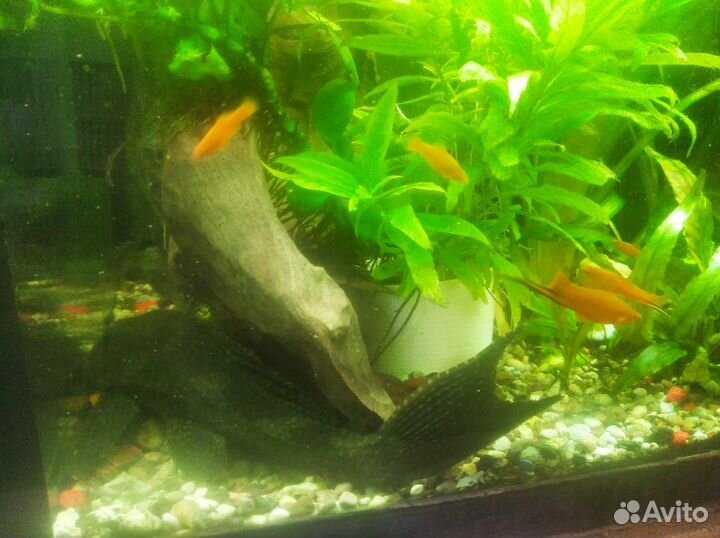 Меченосцев, анубиас, лимонник, улиток мариз, прода