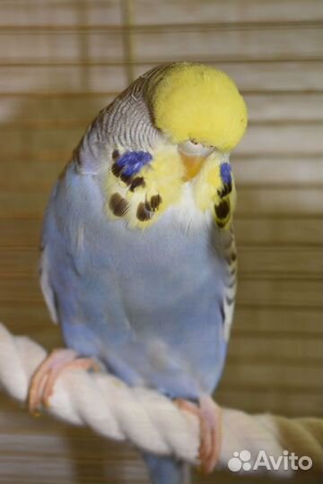 Выставочный волнистый попугай ввп Чех