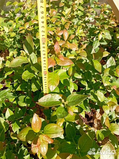 Саженцы голубики