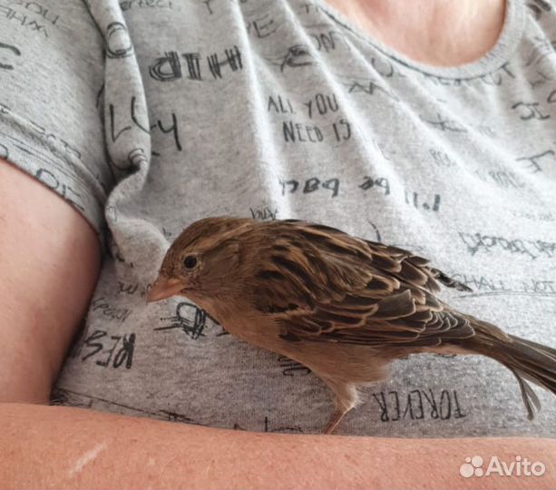 Птица воробей