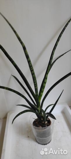 Сансевиерия