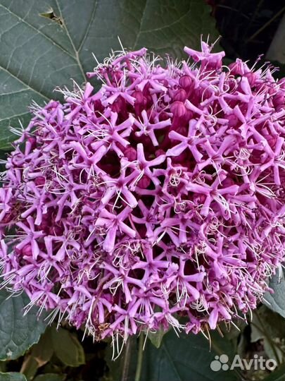 Клеродендрум бунге