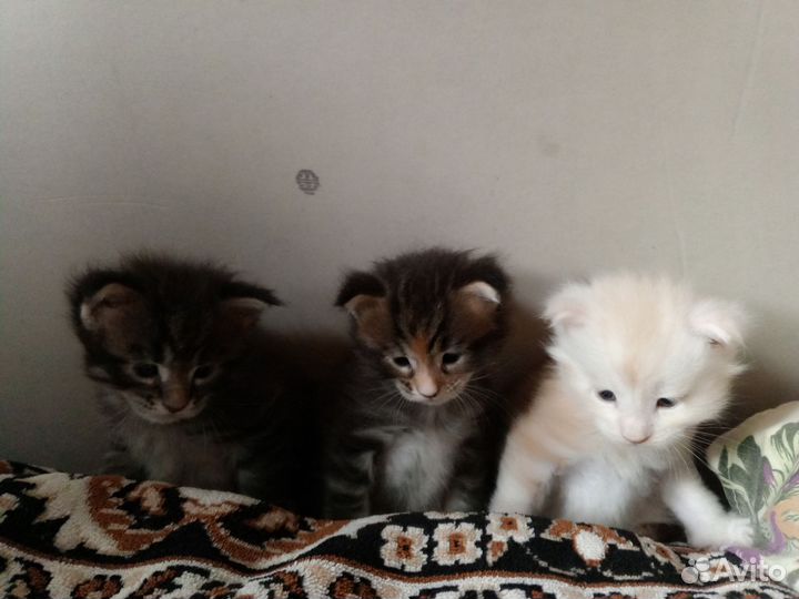Котята мэйн кун