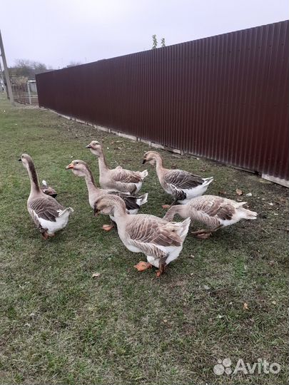 Холмогорские гуси