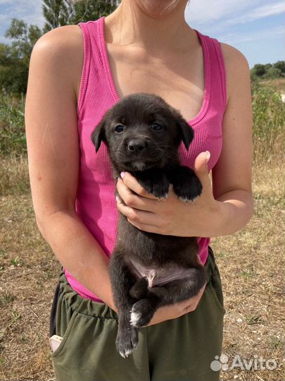 Спасите щенков