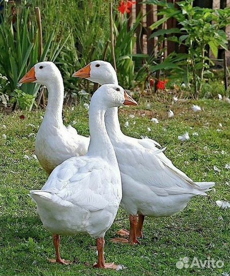 Гуси белые