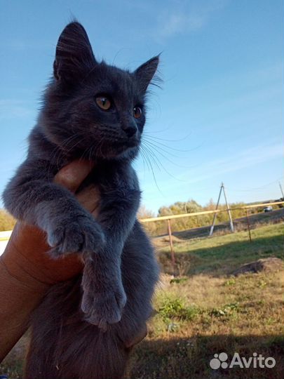 Котята