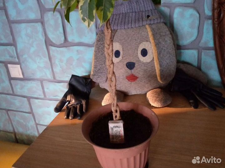 Бенджамина