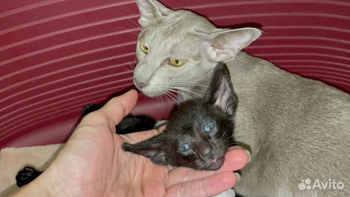 Котята ориенталы