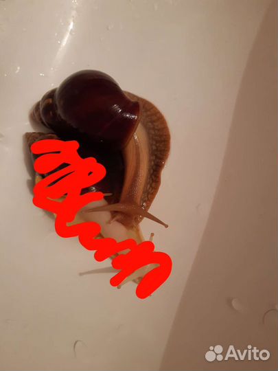 Улитка ахатин