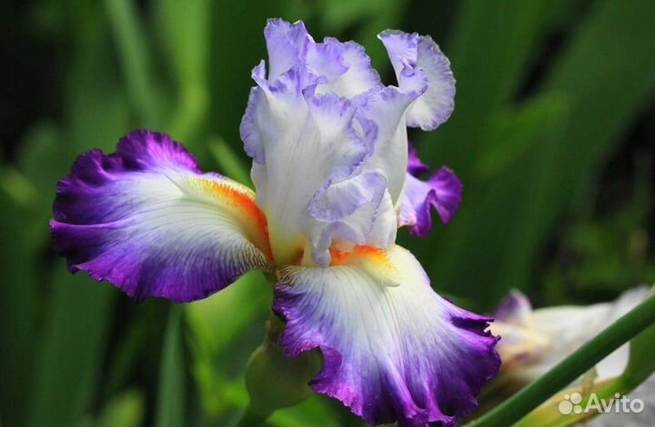 Саженцы (много) Хосты, Ириса, Папоротника