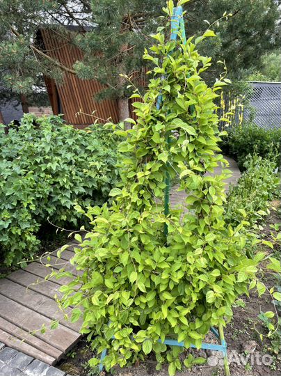 Саженцы лимонника