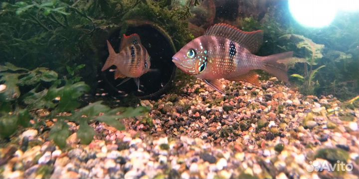 Цихлазома элиотта